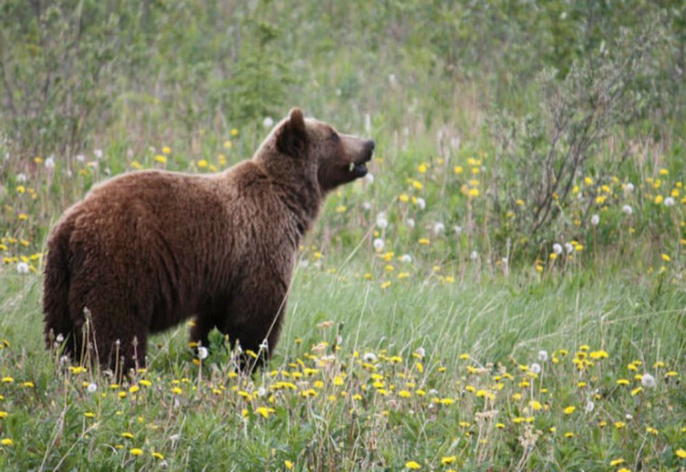 Tanczos Barna: Nu există o relaţie directă între tăierile ilegale de păduri şi apariţia urşilor lângă așezările umane